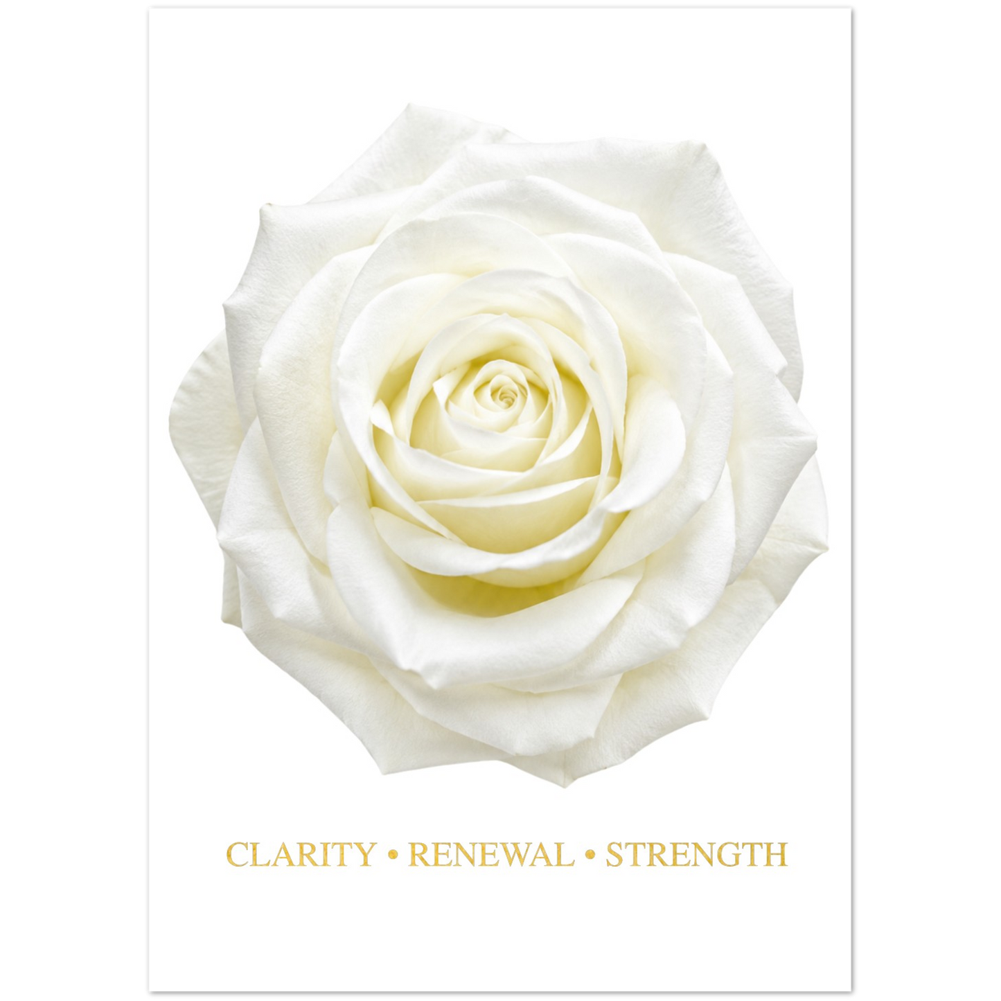 White rose greeting card with clarity renewal and strength message.