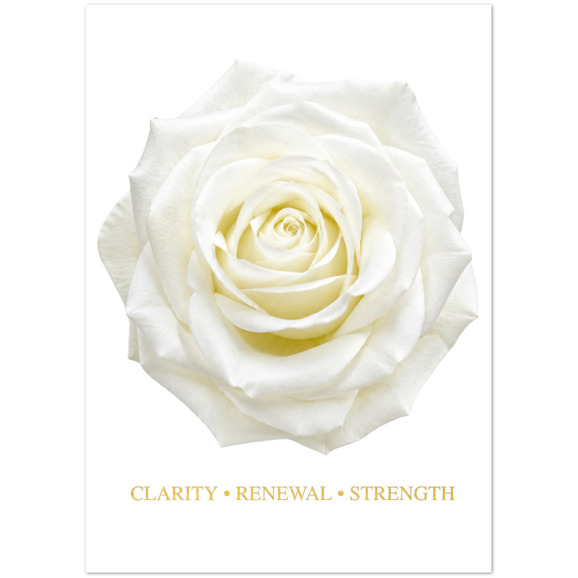 White rose greeting card with clarity renewal and strength message.